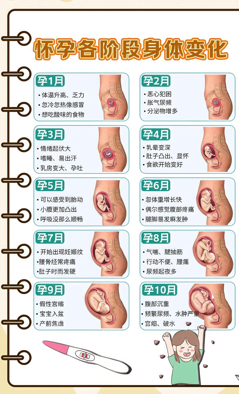 揭秘供卵代孕妈妈怀孕小腹分两节，孕期变化的奥秘衡水代生机构: